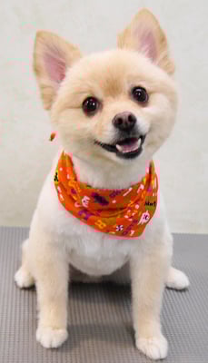 徳留クマちゃん