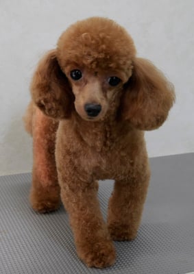 森崎ネネちゃん