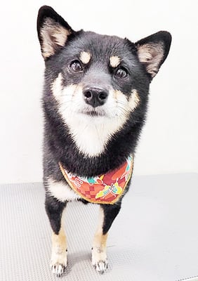 登あんこちゃん