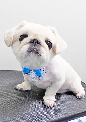 平田タイヤンちゃん