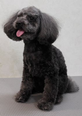 森崎ラブちゃん