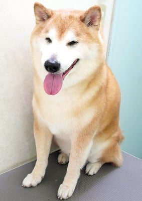 竹崎クウちゃん