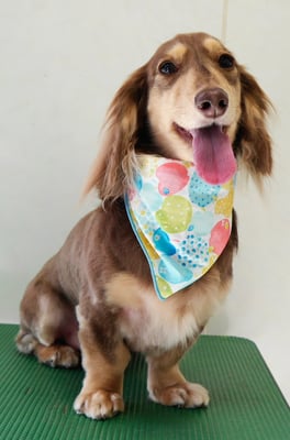 米田ジローちゃん