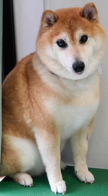 竹崎くうちゃん