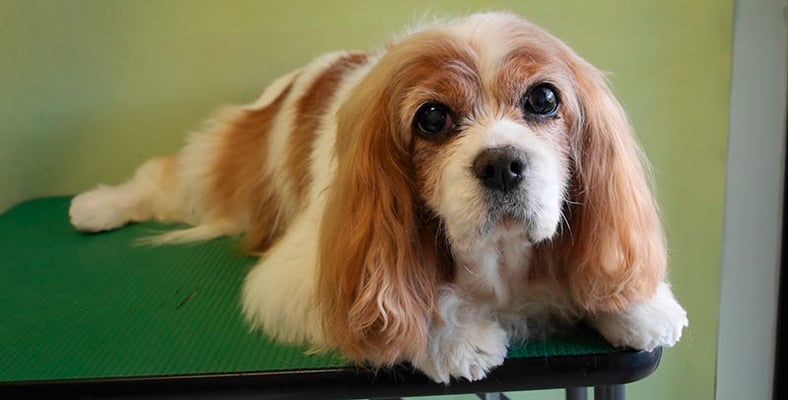 福留ジルちゃん