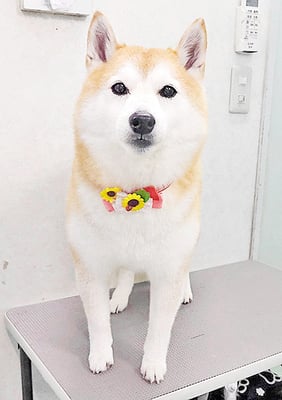 小村ゆずちゃん