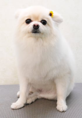 千葉チビちゃん