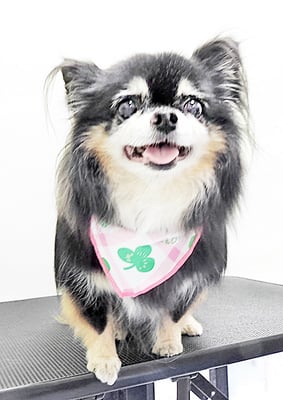 福留まろちゃん