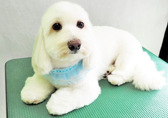 鳥丸ソルトちゃん