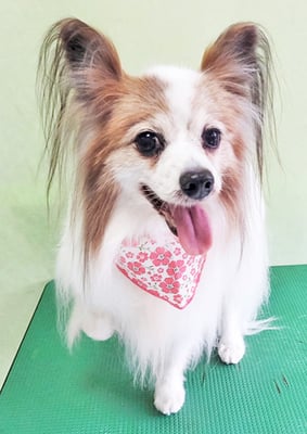 吉田パピちゃん