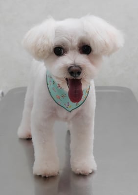 中島フワリちゃん