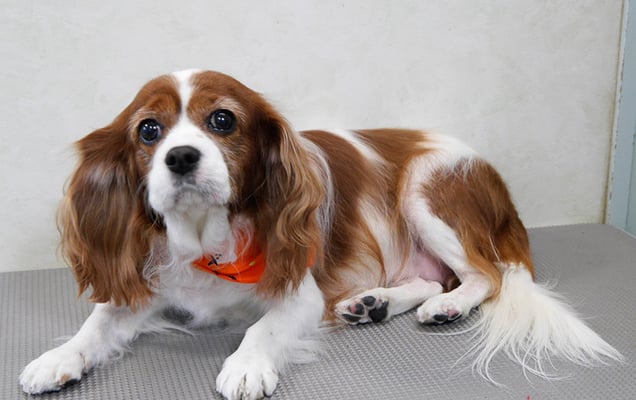 福留ジルちゃん