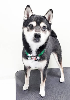 岩﨑レイちゃん