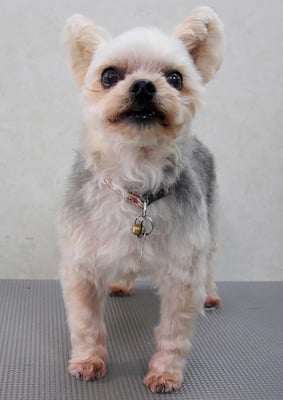 岡元ベリーちゃん