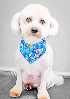 有村ルークちゃん