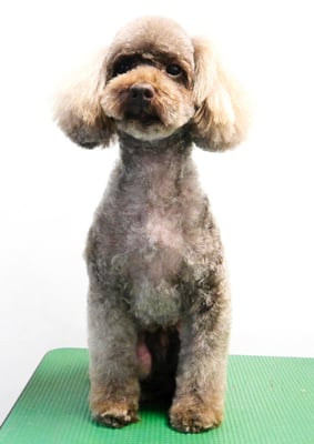 内薗ココアちゃん