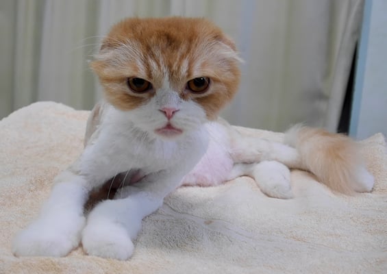 東福こむぎちゃん