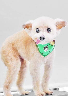 野口ティガちゃん