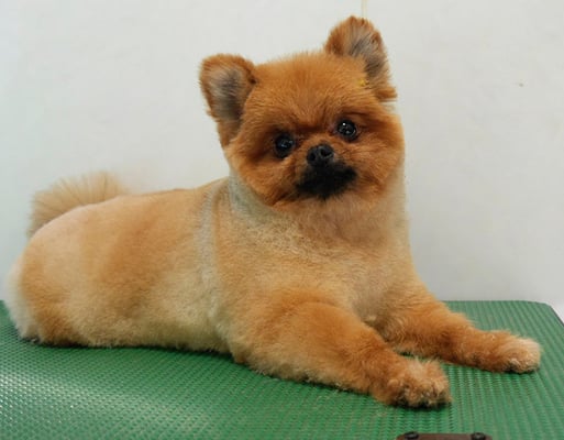 福留テンちゃん