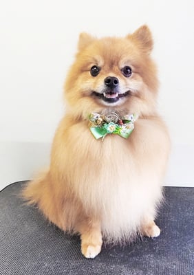 大井ポンタちゃん