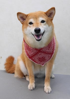 有馬コナツちゃん