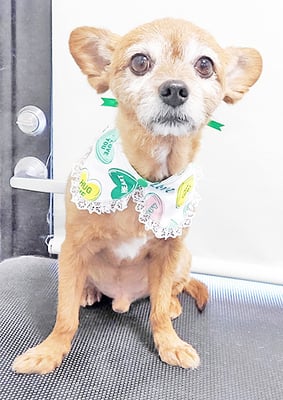 助村ルウちゃん