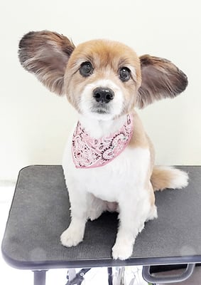 玉利ゆずちゃん