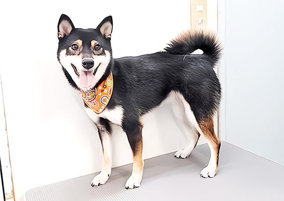 西元風子ちゃん