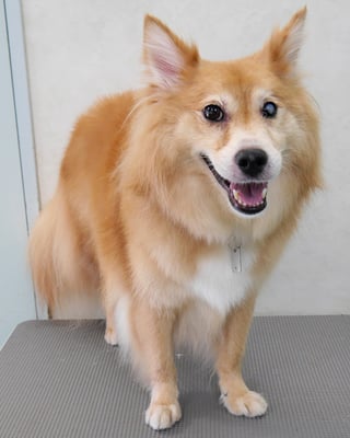 菊池ゴンちゃん