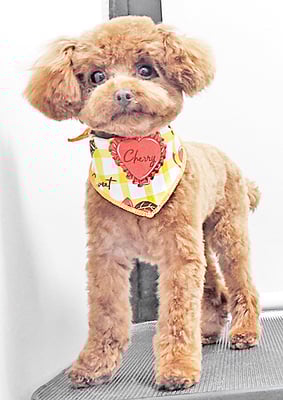 福嶋リリちゃん