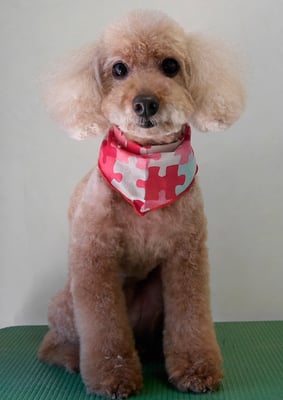 伊集院ペロちゃん