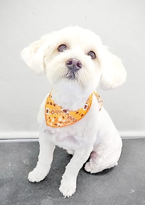 岡世マルちゃん