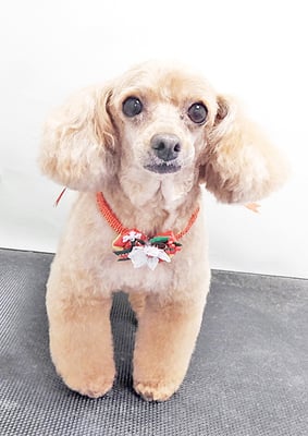 森崎ネネちゃん