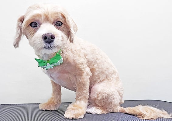 中村ももたろうちゃん