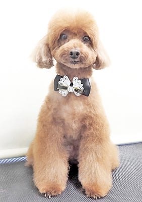 古市リンちゃん