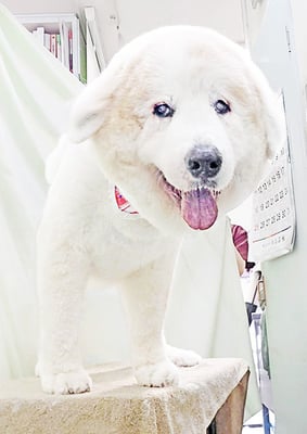 田代メイちゃん