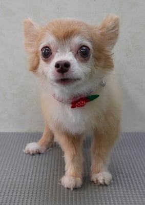 江上ベベちゃん