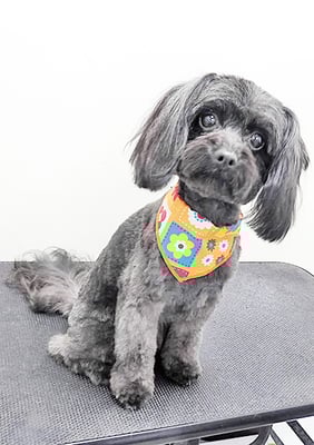 木原シェルちゃん