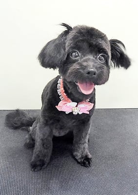 木原シェルちゃん