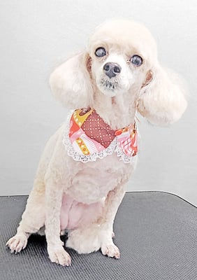 新留モコちゃん