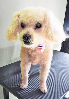 川原モップちゃん