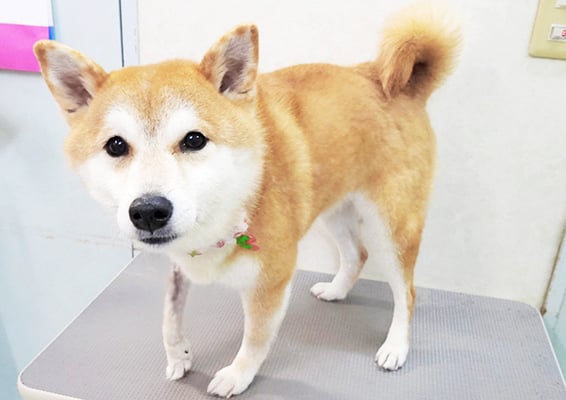 赤井田モモちゃん