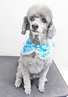 橋口最中ちゃん