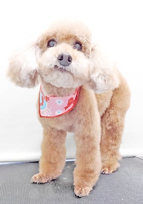 新山モモちゃん