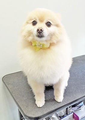 徳留クマちゃん