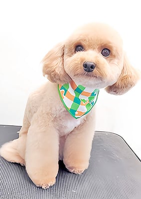 田淵マロンちゃん