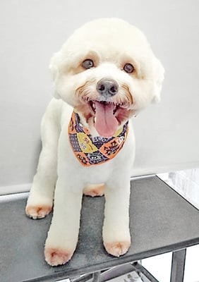 石元ポチャちゃん