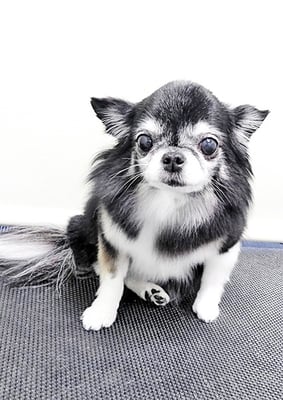 八木クロちゃん