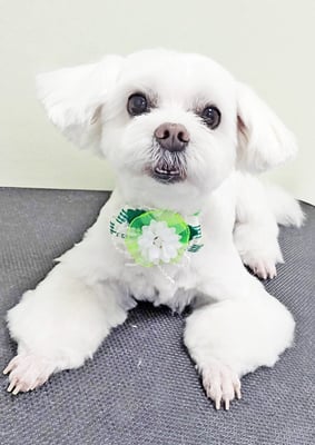 石田ラッキーちゃん