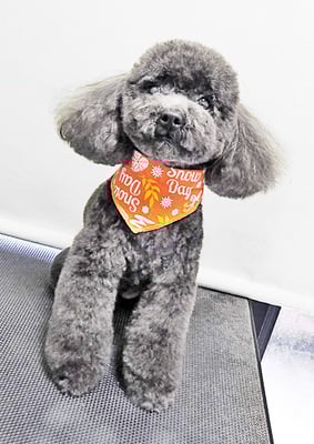 石田おはぎちゃん